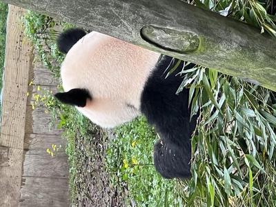 panda